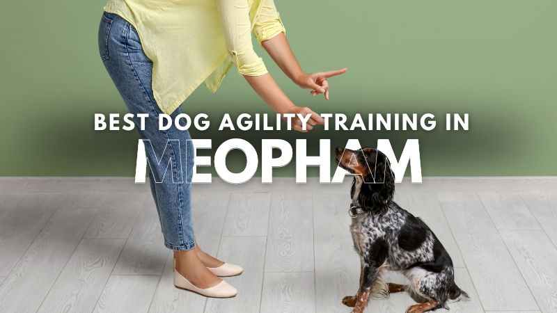 Best Dog Agility Training in Meopham