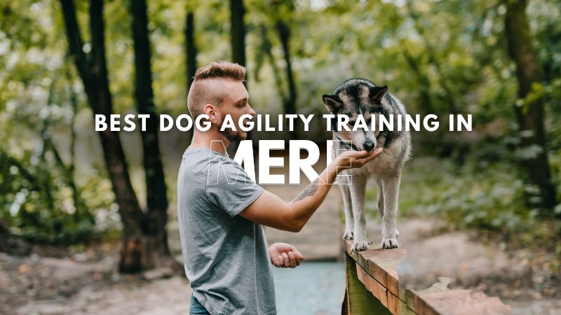 Best Dog Agility Training in Mere