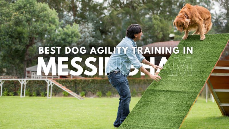 Best Dog Agility Training in Messingham