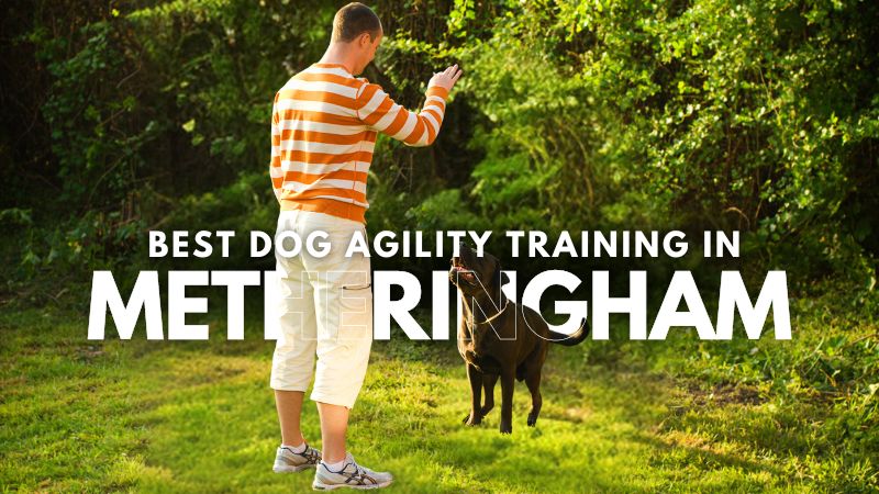 Best Dog Agility Training in Metheringham