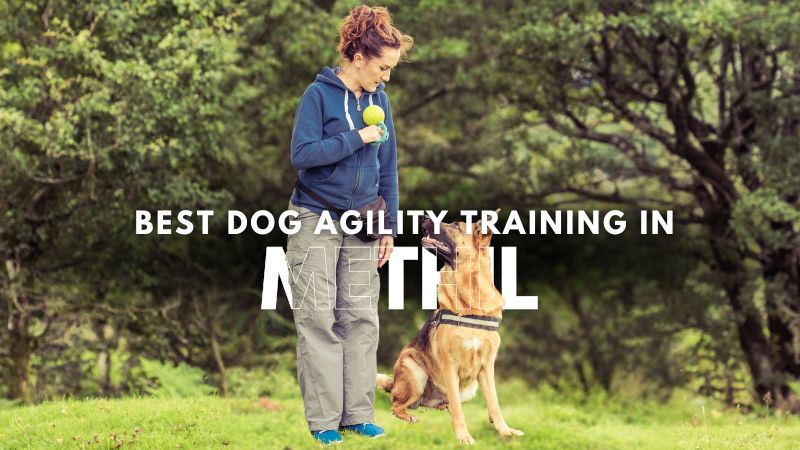 Best Dog Agility Training in Methil