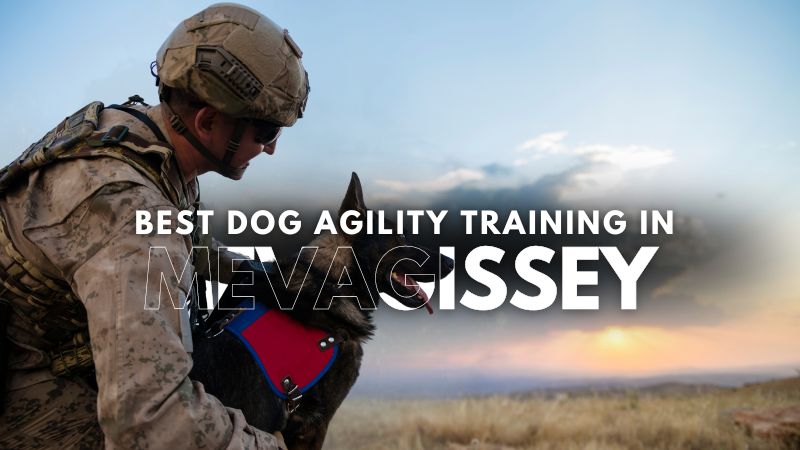 Best Dog Agility Training in Mevagissey