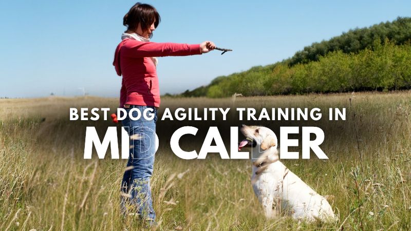 Best Dog Agility Training in Mid Calder