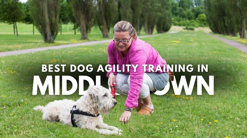 Best Dog Agility Training in Middlestown