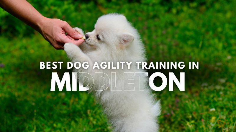 Best Dog Agility Training in Middleton