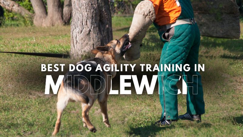 Best Dog Agility Training in Middlewich
