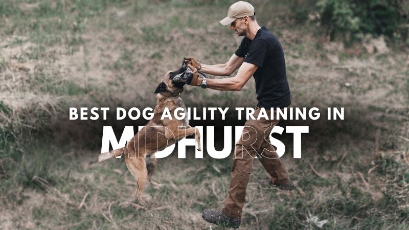 Best Dog Agility Training in Midhurst