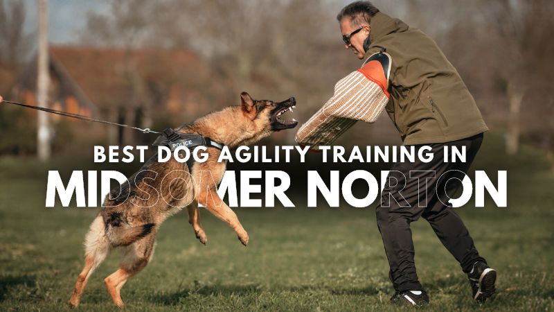 Best Dog Agility Training in Midsomer Norton