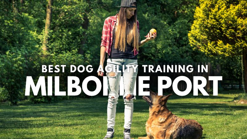 Best Dog Agility Training in Milborne Port