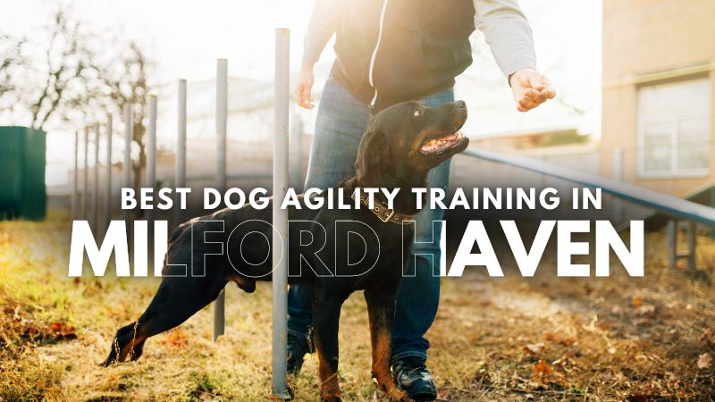 Best Dog Agility Training in Milford Haven