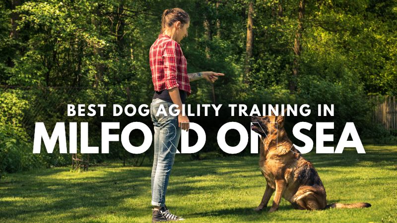 Best Dog Agility Training in Milford On Sea