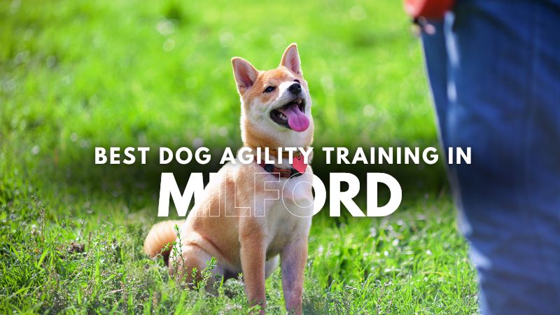 Best Dog Agility Training in Milford