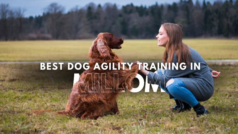 Best Dog Agility Training in Millom