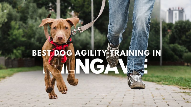 Best Dog Agility Training in Milngavie