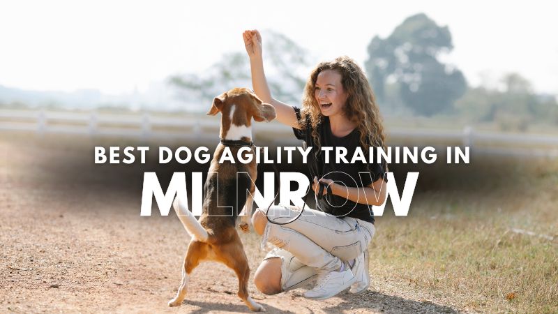 Best Dog Agility Training in Milnrow