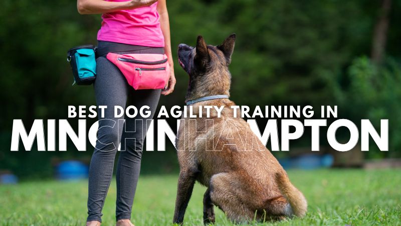 Best Dog Agility Training in Minchinhampton