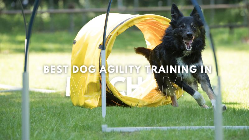 Best Dog Agility Training in Mitcham