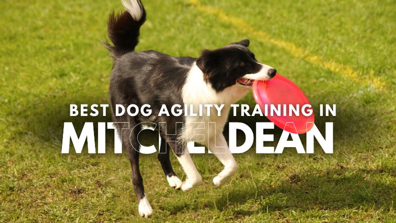 Best Dog Agility Training in Mitcheldean