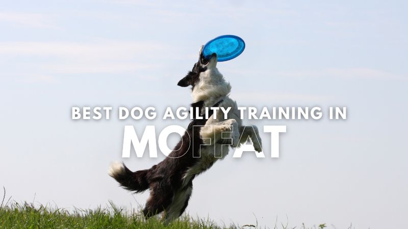 Best Dog Agility Training in Moffat