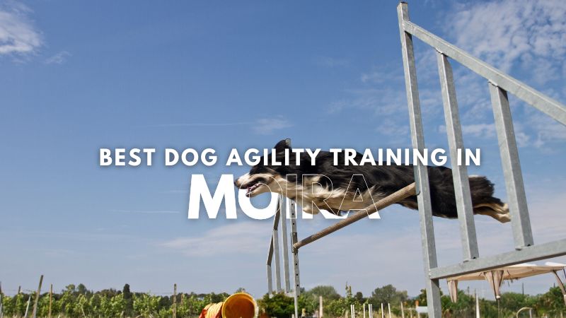 Best Dog Agility Training in Moira