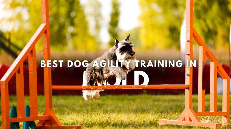 Best Dog Agility Training in Mold