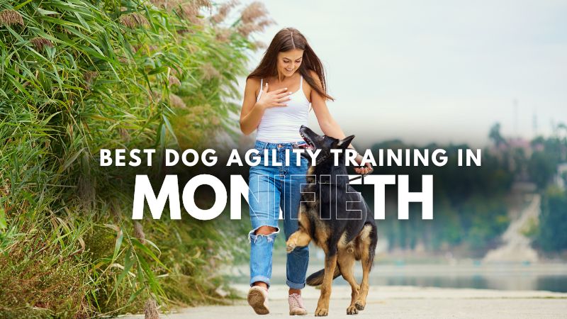 Best Dog Agility Training in Monifieth