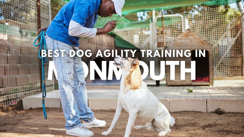 Best Dog Agility Training in Monmouth