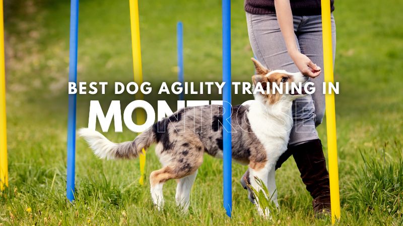 Best Dog Agility Training in Montrose