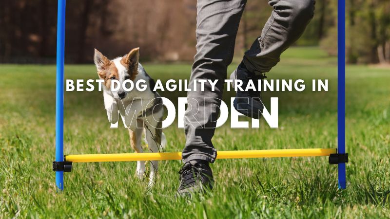 Best Dog Agility Training in Morden