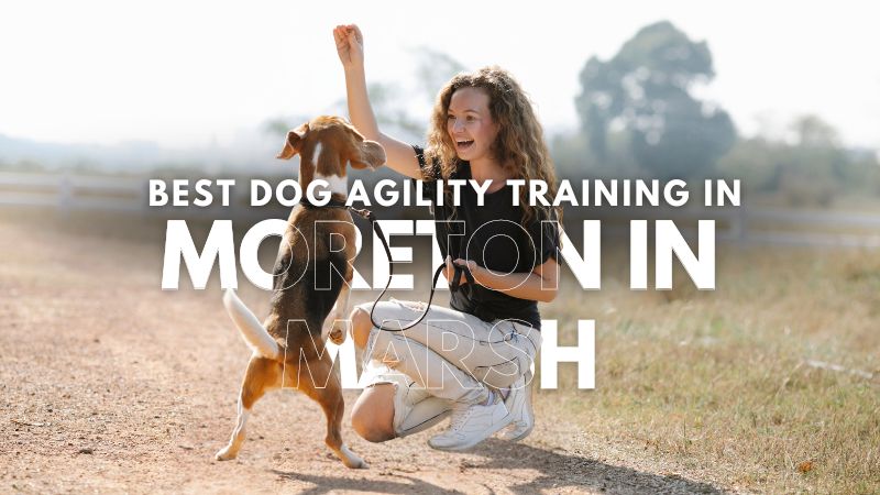 Best Dog Agility Training in Moreton In Marsh