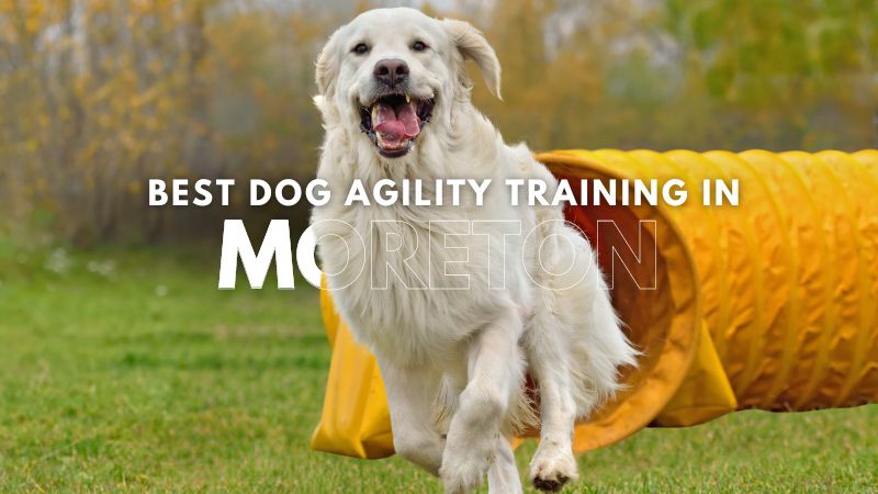 Best Dog Agility Training in Moreton
