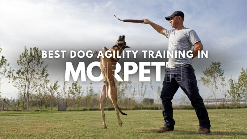 Best Dog Agility Training in Morpeth