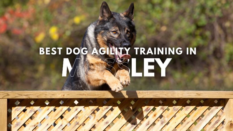 Best Dog Agility Training in Mossley