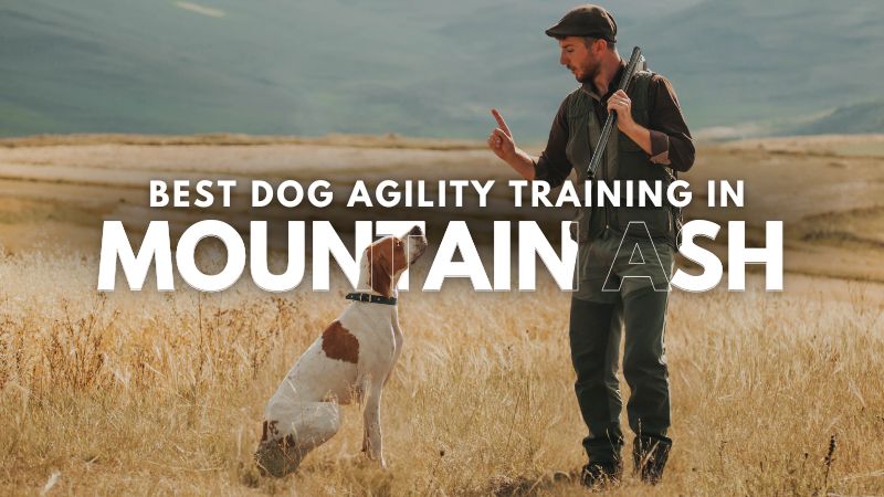 Best Dog Agility Training in Mountain Ash