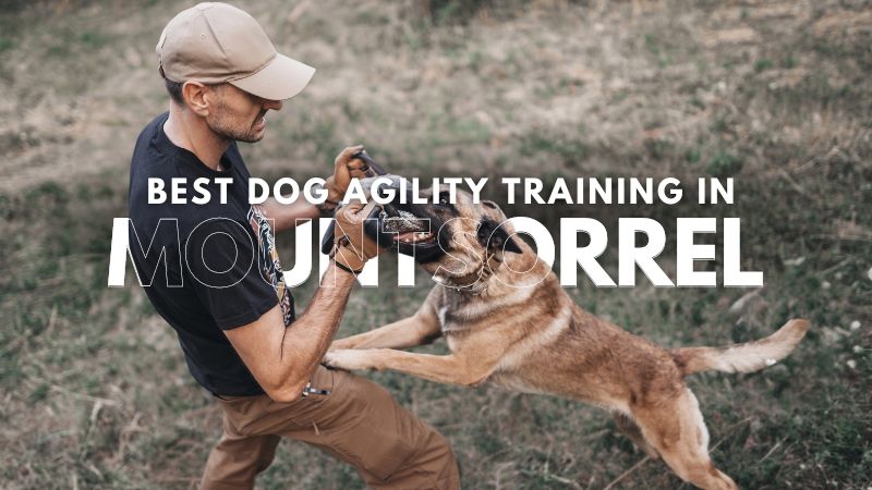 Best Dog Agility Training in Mountsorrel