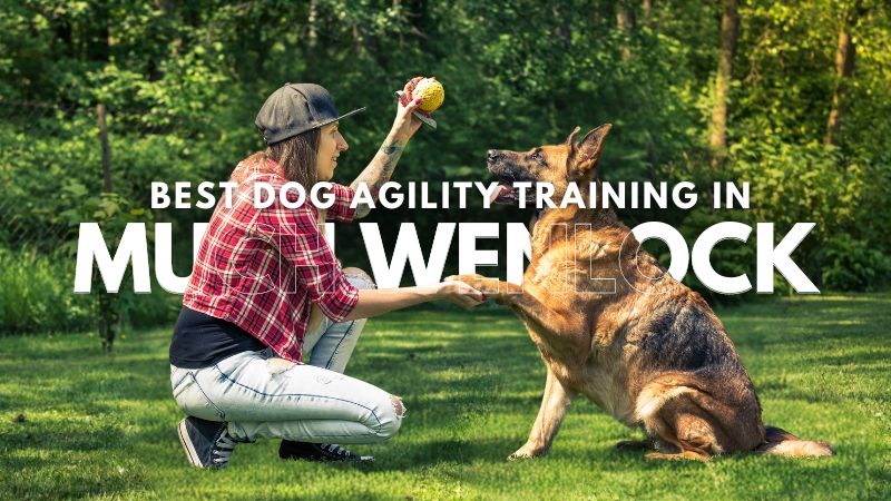 Best Dog Agility Training in Much Wenlock