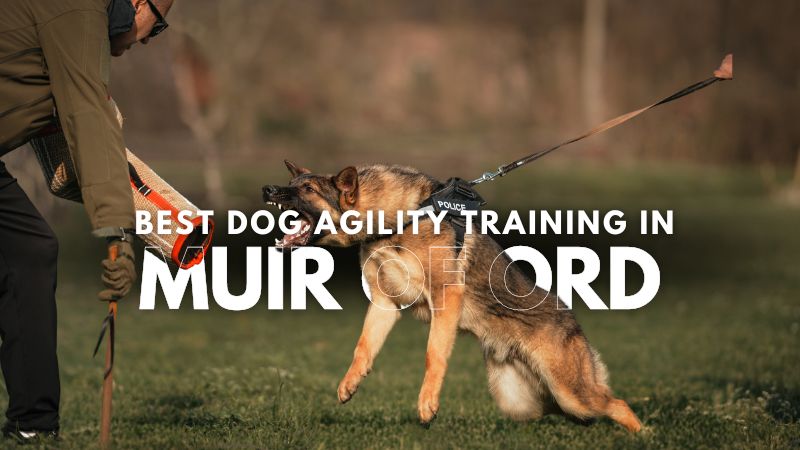 Best Dog Agility Training in Muir Of Ord