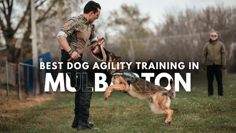 Best Dog Agility Training in Mulbarton