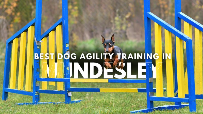 Best Dog Agility Training in Mundesley