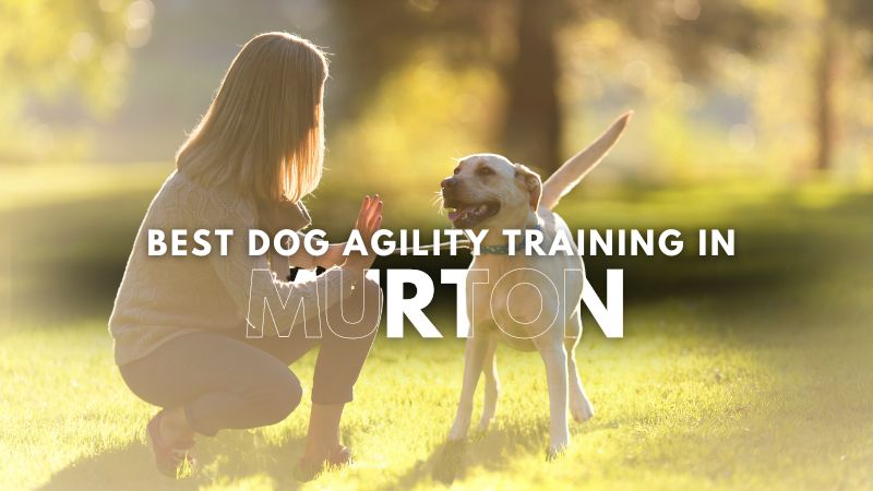 Best Dog Agility Training in Murton