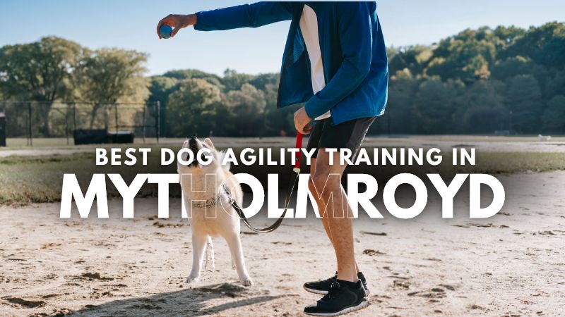 Best Dog Agility Training in Mytholmroyd