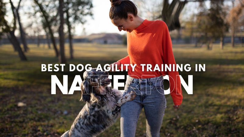 Best Dog Agility Training in Nafferton