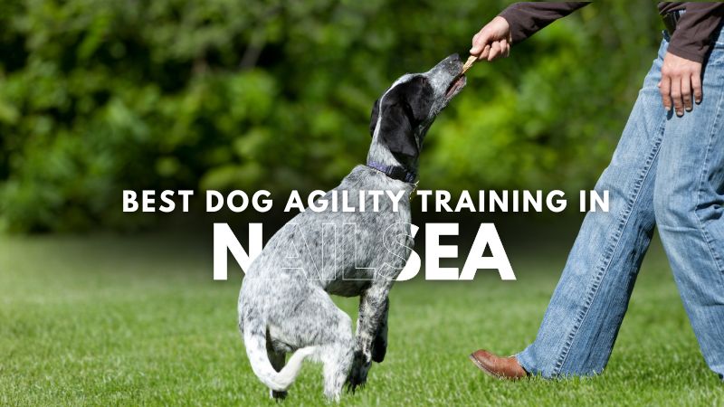 Best Dog Agility Training in Nailsea