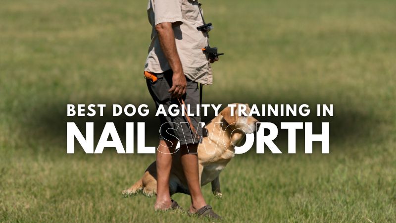 Best Dog Agility Training in Nailsworth
