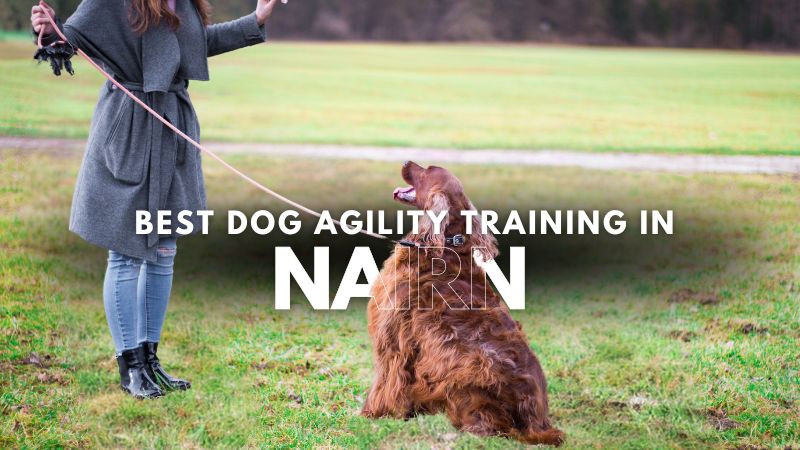 Best Dog Agility Training in Nairn