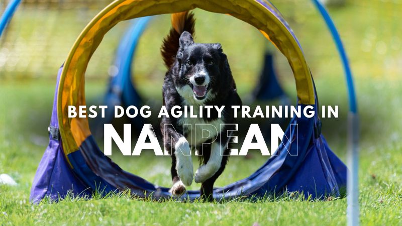 Best Dog Agility Training in Nanpean
