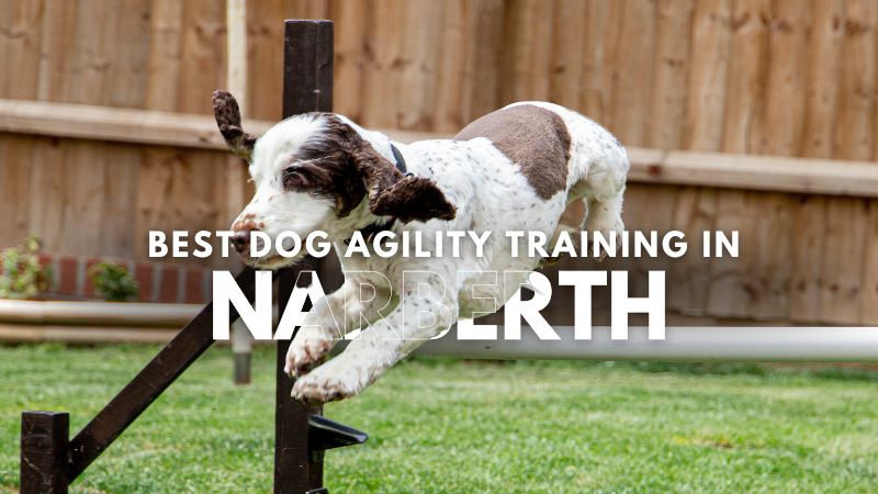 Best Dog Agility Training in Narberth