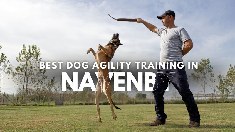 Best Dog Agility Training in Navenby