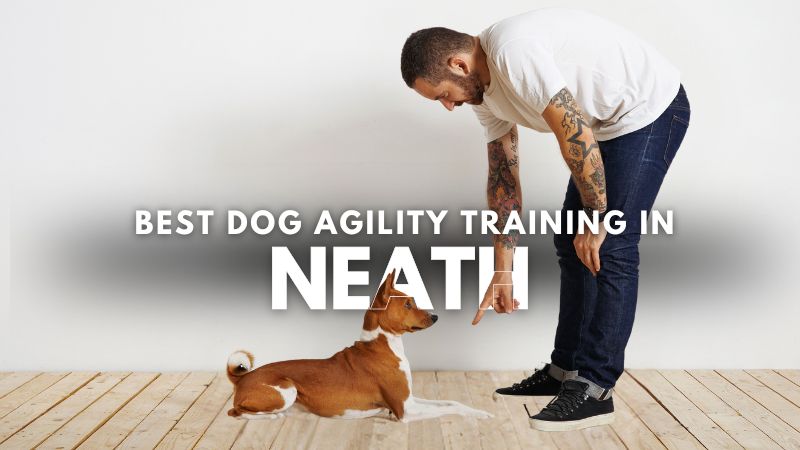 Best Dog Agility Training in Neath