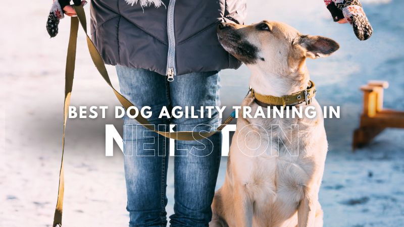 Best Dog Agility Training in Neilston